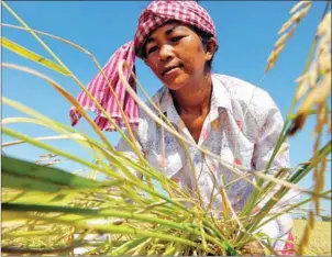  ?? AFP ?? Cambodia exports rice to the internatio­nal market. But other, potentiall­y even more profitable, opportunit­ies exist. Cambodia could add value by processing its rice into other products like sake, vinegar, noodles, bread, or milk.