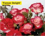  ??  ?? ‘Forever Delight’