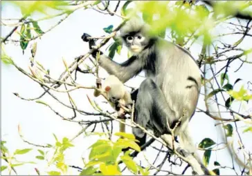  ?? AFP ?? The newly discovered primate named Popa langur ( Trachypith­ecuspopa) is seen on a tree branch on Mount Popa, Myanmar.