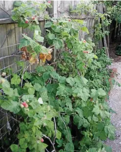  ??  ?? Thornless loganberri­es can easily be grown in a narrow bed against an east or north-facing fence.