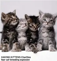  ?? ?? hAvING KITTENS Charities fear cat-breeding explosion