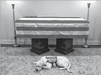  ?? AP PHOTO ?? Sully, President George H.W. Bush’s service dog lies in front of his casket Sunday in Houston.