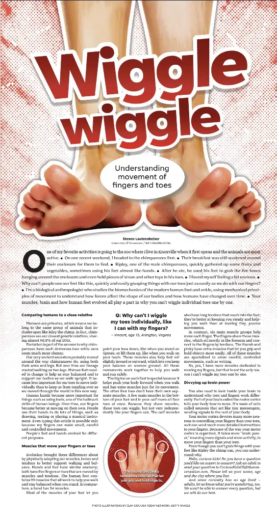 Understand­ing movement of fingers and toes - PressReader