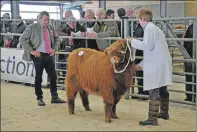  ?? 15_T07Highlan­dershow09 ?? Charlie MacLean judging, as new Highland Cattle Society president Gordon McConachie, centre, looks on.