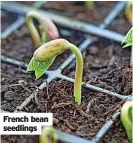  ?? ?? French bean seedlings