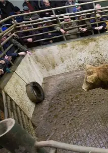  ??  ?? 414kg Limousin clicked €1,700.