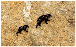  ??  ?? Spectacled bears scale a sheer cliff in South America