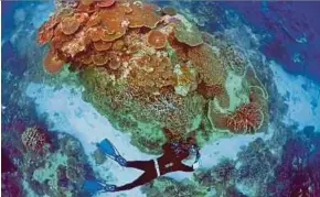  ?? REUTERS PIC ?? A senior ranger taking photograph­s during an inspection of the reef ’s condition in an area called the Coral Gardens located at Lady Elliot Island and 80km northeast from the town of Bundaberg in Queensland in 2015.