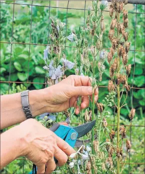  ?? LEE REICH VIA AP ?? Cutting back spent flower stalks of some perennials, such as delphinium, can result in a repeat performanc­e later in the season.