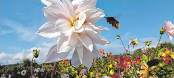  ?? FOTO: WERNER BURGER ?? Ein „dicker Brummer“fliegt Richtung Blüte. LZ-Leser Werner Burger gelingt diese Aufnahme bei der Dahliensch­au in Lindau.