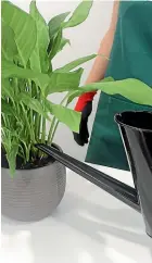  ??  ?? Water your newly potted plant and allow it to drain.