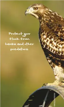  ??  ?? Protect your flock from hawks and other predators.