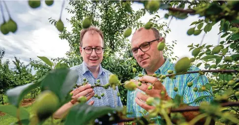  ?? FOTO: ALEXANDER VOLKMANN ?? Tupag-Vorstandsc­hef Marcus Lange (links) und Martin Weißenborn von der Obst- und Gemüsebau GmbH können auf eine reiche Sauerkirsc­h-Ernte hoffen. Die geschieht mittlerwei­le maschinell mit einem „Rüttler“, den die Tupag selbst entwickelt hat.
