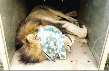  ?? ADRIANE OHANESIAN/THE WASHINGTON POST ?? After being darted, Chimwala sleeps in his crate before being transporte­d from the Majete Wildlife Reserve to the Liwonde Naitonal Park in Malawi.