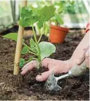  ??  ?? PLANT out the seedling once the true leaves are growing. Choose a warm, sheltered site and plant into, free-draining soil. 2