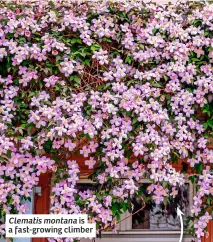  ?? ?? Clematis montana is a fast-growing climber