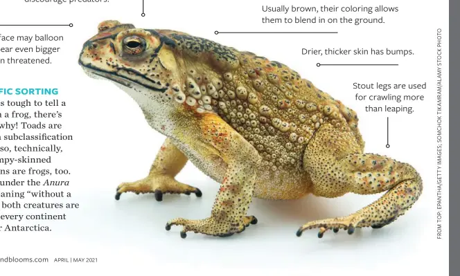  ??  ?? Glands behind their eyes secrete poison to discourage predators.
Wider face may balloon to appear even bigger when threatened. Usually brown, their coloring allows them to blend in on the ground.
Drier, thicker skin has bumps.
Stout legs are used for crawling more than leaping.