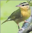  ?? [JIM MCCORMAC/FOR THE ?? A worm-eating warbler
