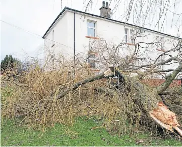  ??  ?? This tree came down at the back of houses on Arbroath Road, Dundee, narrowly missing some of the properties.