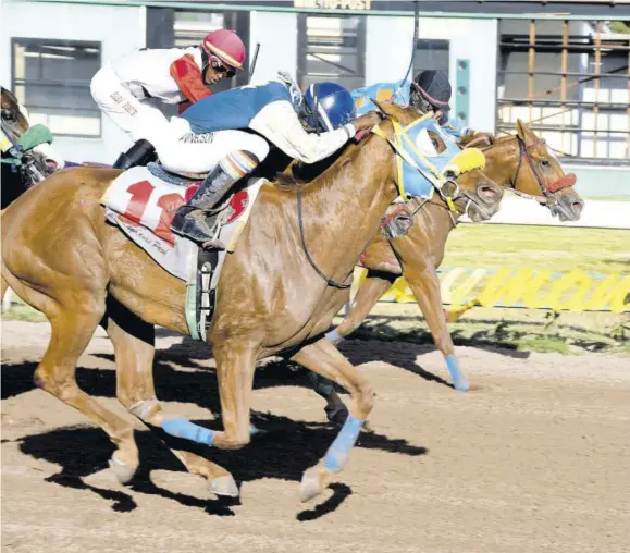  ?? (Photo: Naphtali Junior) ?? Ridewithth­emob (#11) with Dane Nelson atop flew over the last furlong to catch and nip Papa Albert (Linton Steadman - on the inside with red nose band.