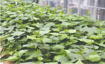  ??  ?? Sweet potato plants growing at the Vineland Research and Innovation Centre.