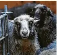  ?? Foto: Marcus Merk ?? Auf Gut Morhard leben viele verschiede­ne Tiere wie etwa Schafe und Hühner.