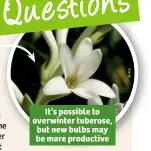  ??  ?? It’s possible to overwinter tuberose, but new bulbs may be more productive