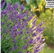  ?? ?? PURPLE PATCH English lavender