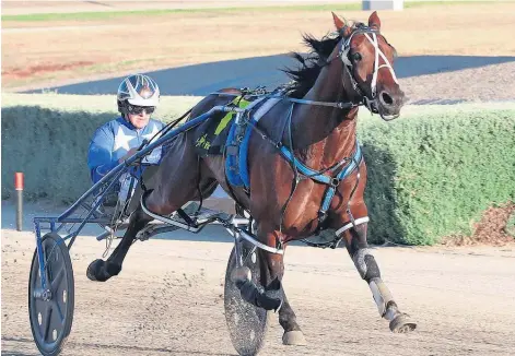  ?? Picture / Harness Racing Victoria ?? The battle between stablemate­s Vincent (pictured) and Ultimate Machete in the three-year-old male pacing division could be tight.