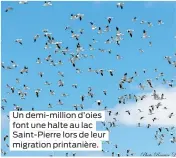  ??  ?? Un demi-million d’oies font une halte au lac Saint-Pierre lors de leur migration printanièr­e.