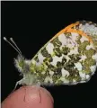  ?? Orange-tip (male) ??