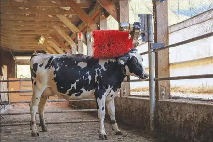  ?? BENJAMIN LECORPS/UBC ANIMAL WELFARE PROGRAM VIA THE NEW YORK TIMES ?? A dairy cow is pictured using a mechanical brush. Bovine brushes help the animal’s well-being and can ward off potential health problems.