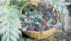  ?? ?? ‘Red Arrow’ purple sprouting broccoli