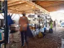  ?? Noho. Photograph: Phil Jung/The Guardian ?? Customers collecting groceries at Nāpili