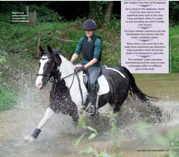  ??  ?? Regular and varied exercise is crucial to your horse’s wellbeing