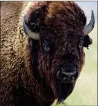  ??  ?? RULING: All 43 bison were destroyed