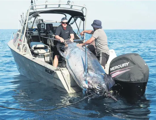  ??  ?? First-time angler Wade Wilson and friends John and Rewi from Muriwai caught a 466kg marlin off the West Coast near Ahipara.