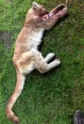  ?? NYTNS ?? CARCASS of the mountain lion that attacked boy in Aspen