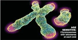  ??  ?? AGE SENSITIVE: Chromosome­s with telomeres at each end