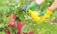  ?? ?? Watch for pests and diseases in your roses when it’s hot
and humid.