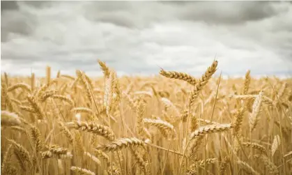  ?? Photograph: Dan Brownsword/Getty Images/Image Source ?? No flush future … diverting urine to crop production could solve the fertiliser shortage.