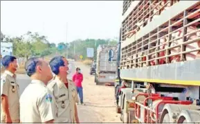  ?? FRESH NEWS ?? Officers inspect a truck loaded with pigs imported from Thailand through Oddar Meanchey province.