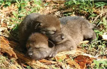  ?? U.S. Fish and Wildlife Service via New York Times ?? Red wolf pups sleep. Conservati­onists submitted a petition last month requesting that the U.S. Fish and Wildlife Service increase protection for the wolves.