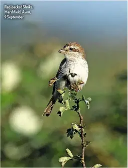  ??  ?? Red-backed Shrike, Marshfield, Avon, 9 September