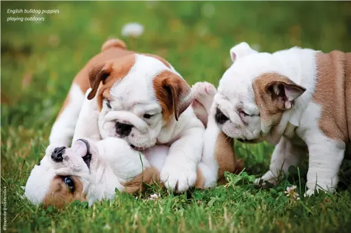  ?? ?? English bulldog puppies playing outdoors