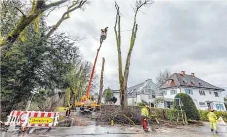  ?? FOTO: CF ?? Stück für Stück werden sie abgesägt: Sieben Linden aus der Lindenhofw­eg-allee müssen gefällt werden.