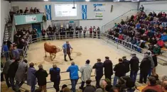  ?? Fotos: Stadtarchi­v Ingolstadt, Wolfgang Wiedenmann, Zuchtverba­nd Pfaffenhof­en ?? Viehmärkte haben in Ingolstadt eine lange Tradition. Bereits zu Beginn des 19. Jahrhunder­ts fanden Märkte auf dem Paradeplat­z statt. Bis schließlic­h die erste Viehmarkth­alle gebaut wurde, dauerte es noch über 100 Jahre. Viele Jahre lang stand die...