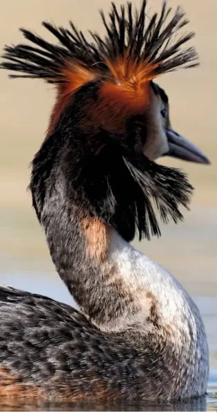  ??  ?? The grebe has a spectacula­r crest on top of the head, with a conspicuou­s ruff from the cheeks to the back of the head. These feathers are chestnut at the base, changing to black tips. Courting grebes mirror each other’s actions as part of their...