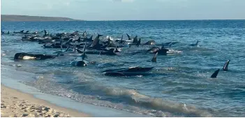  ?? — AFP photo ?? A handout photo released by the Department of Biodiversi­ty, Conservati­on and Attraction­s shows pilot whales stranded at Toby’s Inlet near Dunsboroug­h in Western Australia.