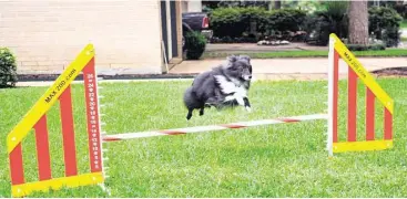  ?? Eddy Machette / For the Chronicle ?? Laird practices taking a hurdle in preparatio­n for his agility competitio­n on May 30 in California.